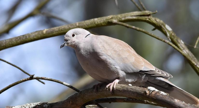 Szép volt, Apuka, ja nem!