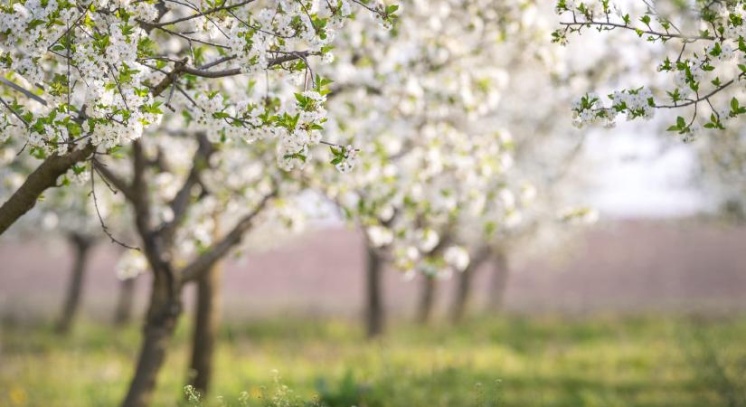 Kvíz a növények fagy utáni regenerációjáról