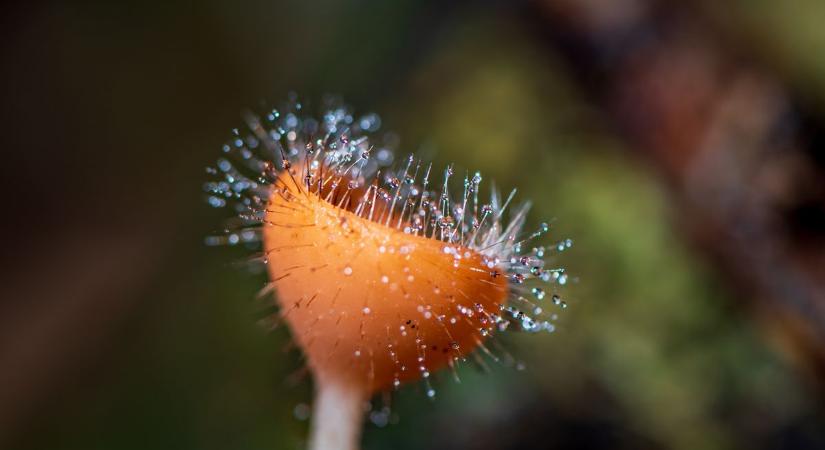 Rémisztő felfedezés: ezek a lények befolyásolhatják az időjárást