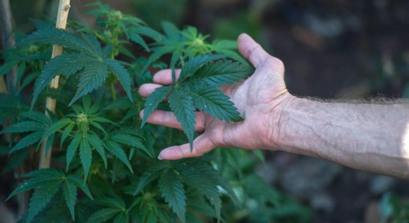 Kábítószert termesztett a kertjében a vasi férfi, lebukott