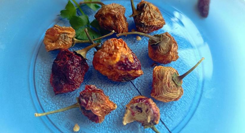 Ez a „Kaszás” sem viccel! – Ha termeszted ezt a chilit, biztos lehetsz abban, hogy rekorderejű termésed lesz