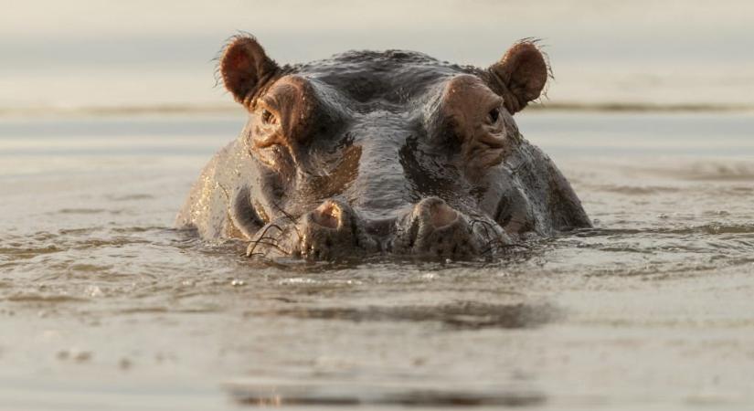 A felcsúti zebrarezervátum ehhez képest semmi: drámai helyzetben a kolumbiai kokóvízilovak