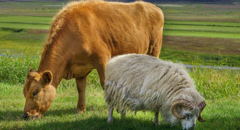 Teljesen átalakulhat az állattartás: ez várhat ránk a jövőben?