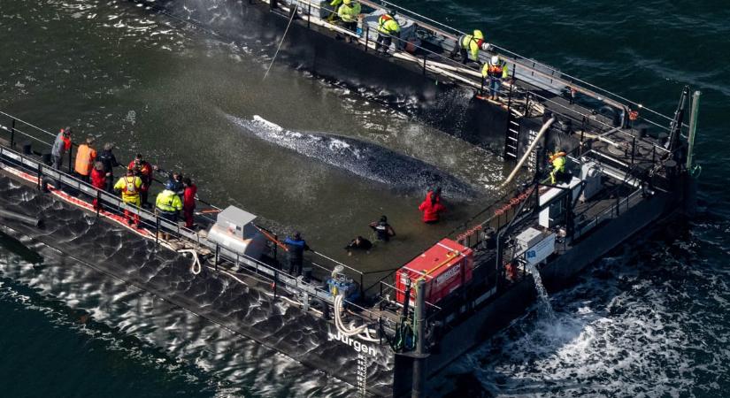 Bálna rekedt a sekély vízben Németországnál, magánkezdeményezéssel próbálják megmenteni