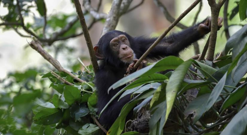 Meglepő képességet figyeltek meg a csimpánzoknál