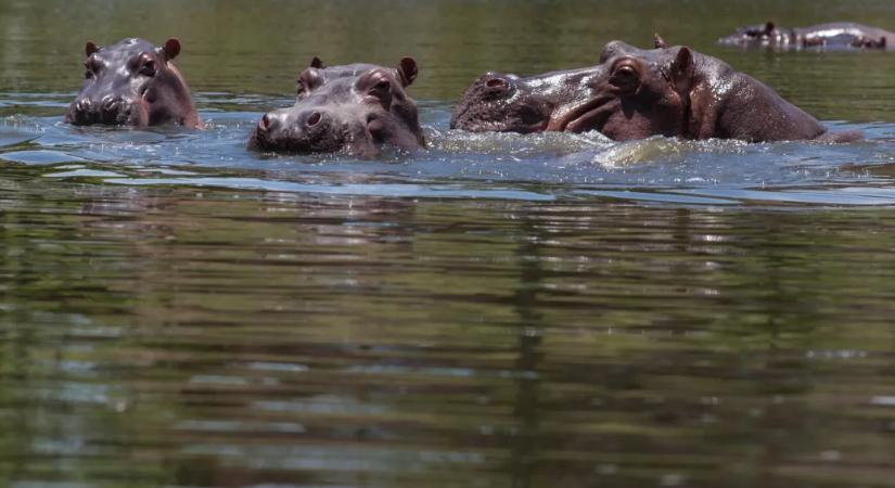 Indiai milliárdos mentené meg Pablo Escobar kokainbáró zabolátlanul szaporodó vízilovait