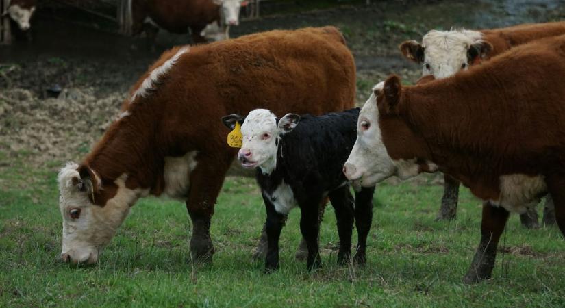 A kérődzők titkos fegyvere: így alakítják a haszontalan biomasszát tiszta profittá