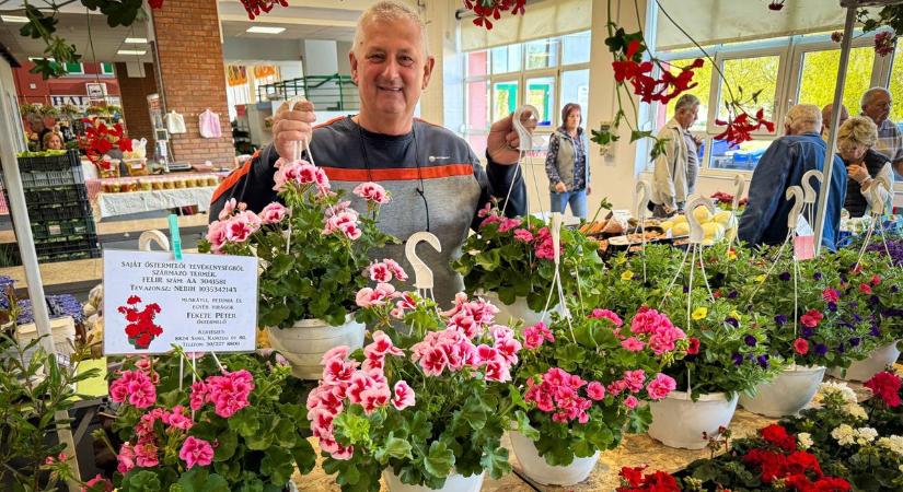 „Lefolynak” a palánták a standokról, ennyiféle hogyan létezhet? A kanizsai piacon jártunk (galéria)