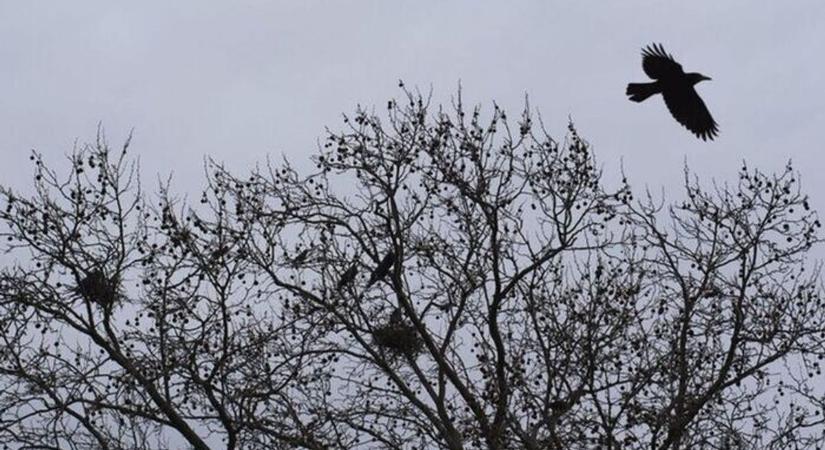 Meglepő fejlemény a pécsi varjúhelyzetben – ez még csak a kezdet?