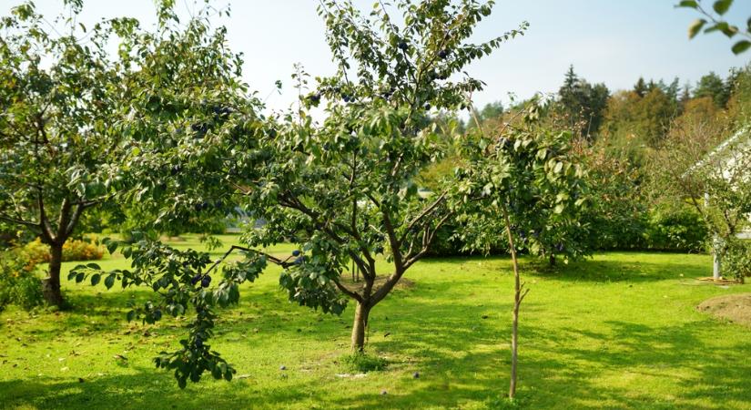 Most mindenki ezt a fát akarja a kertben: nem teszi tönkre a betont, és lédús gyümölcsöket terem