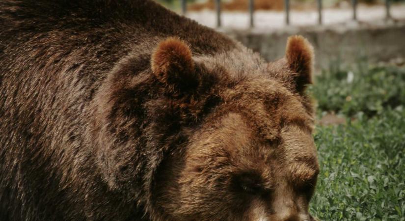 Elfogták a Somostetőn kóborló medvét Marosvásárhelyen (VIDEÓ)