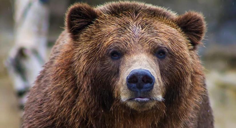 Gödörbe zuhant egy medve, létrával mentették ki – videó