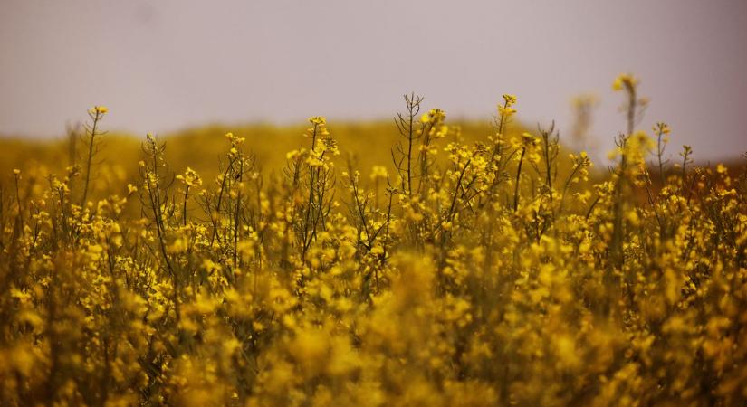A mai nap időjárása sokaknak nem lesz a kedvence, mutatjuk miért!
