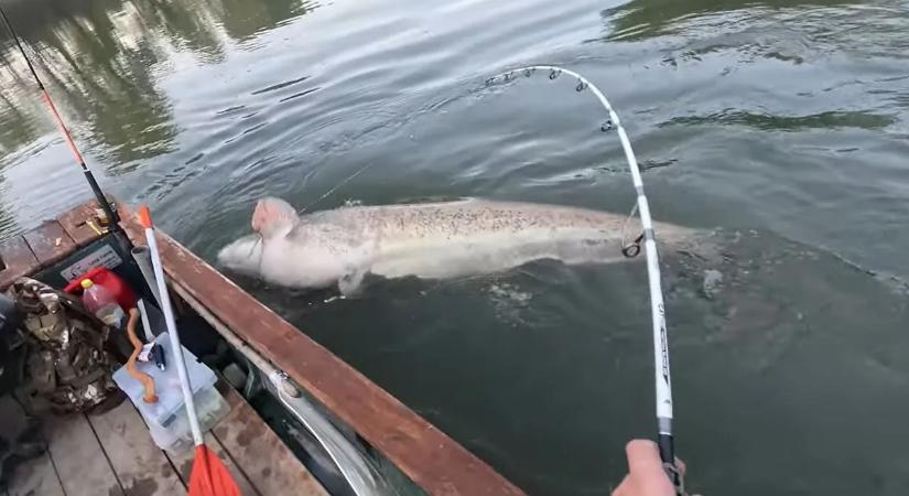 Videón a brutális harcsakapás, alig kapott levegőt a tiszai horgász