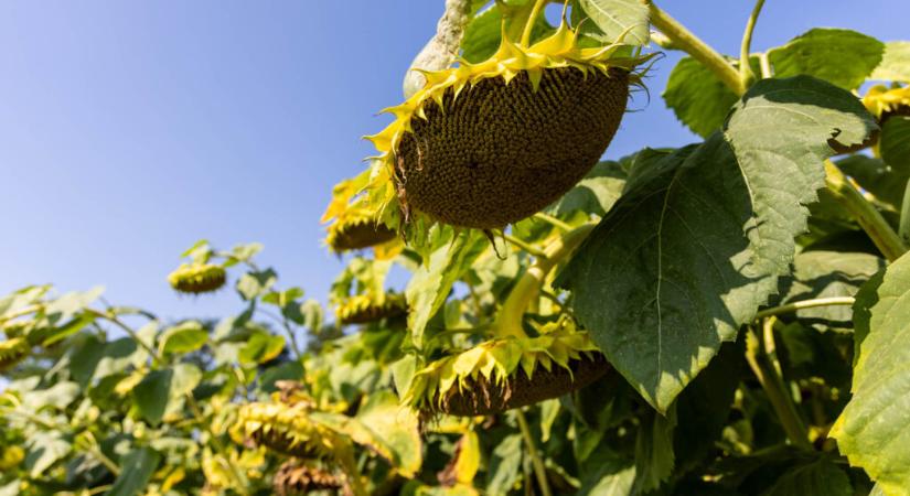 Fordulat a tavaszi vetésszerkezetben: 2026-ban a napraforgó megelőzi a kukoricát Magyarországon