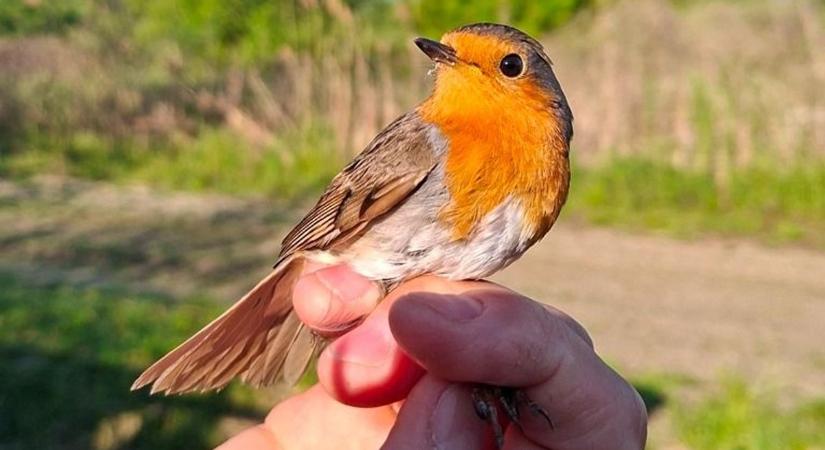 Madárgyűrűzés volt Hortobágyon