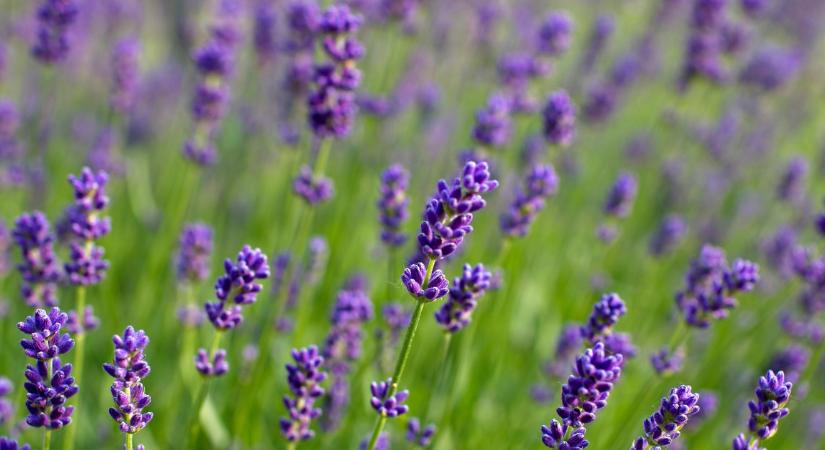 Soha ne ültesd a kert ezen részére a levendulát, mert garantáltan nem fog virágozni