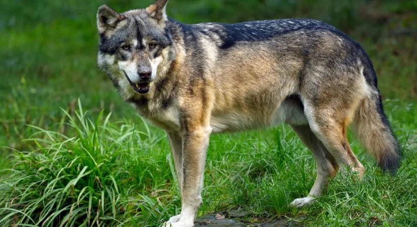 Hétszer annyi farkas él a csernobili lezárt zónában, mint az atomkatasztrófa előtt