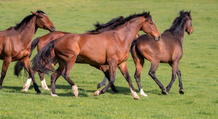 Lógyógyászati szerek nagyító alatt: 6 terméknél találtak hibát a hatóságok