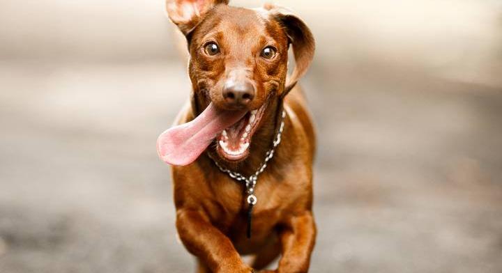 Superfood a négylábú kedvencednek? Így hat a chiamag a kutyák szervezetére