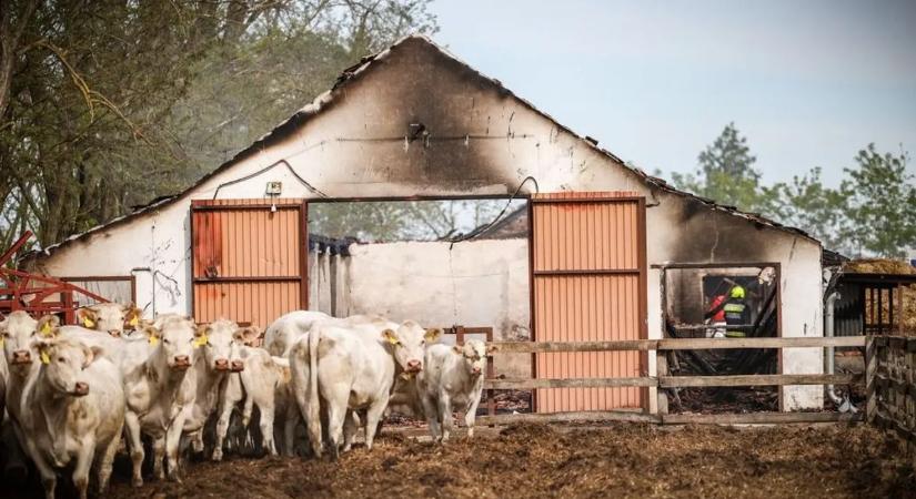 Pokoli percek a tanyán: mindent elnyeltek a lángok