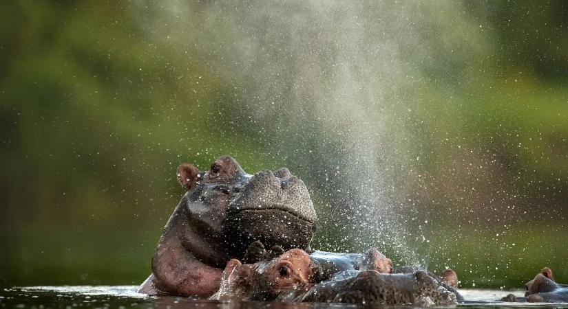 Indiai milliárdos siet Pablo Escobar „kokain-vízilovainak” megmentésére