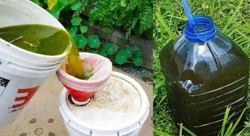 Ez a legolcsóbb és egyben a legerősebb természetes műtrágya és rovarirtó, de a magyar nem igazán ismerik