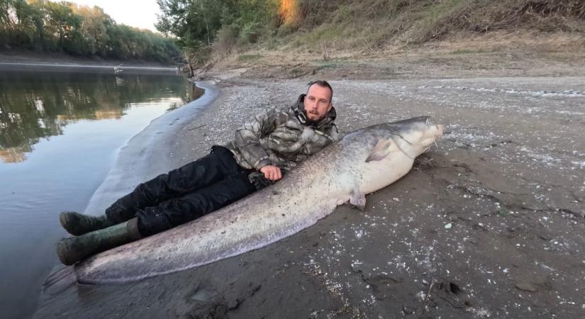 Videón a rekordfogás: így küzdött a horgász a több mint kétméteres harcsa monstrummal