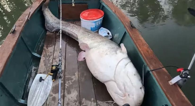 Rekordfogás a Tiszán: egy több mint két méter hosszú szörnyet emeltek ki a vízből (VIDEÓ)