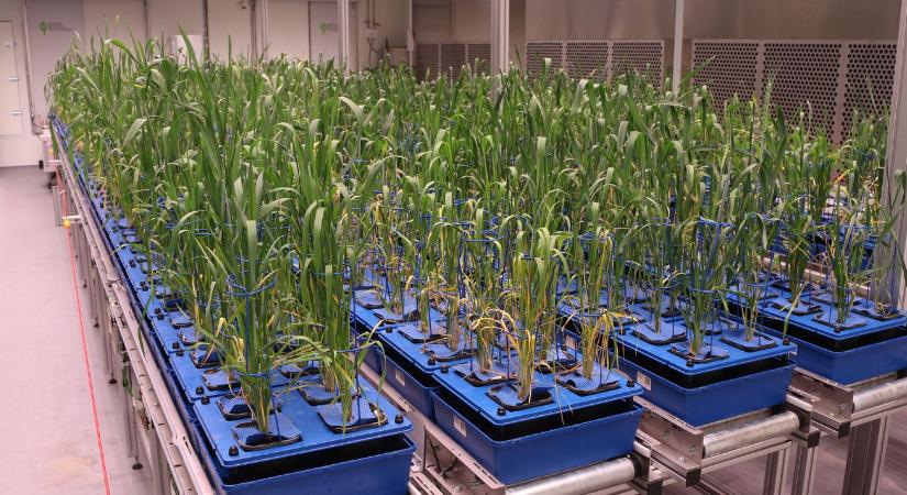 Mentőöv a gazdáknak: Olyan búza- és kukoricafajták jöhetnek, amik bírják a szélsőségeket