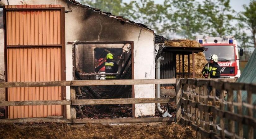 Rengeteg állat bentégett a brutális istállótűzben