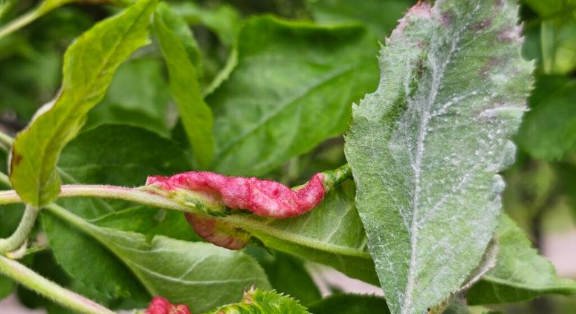 Hűvös tavaszban is fertőz a tafrina, aktuális növényvédelmi figyelmeztetés gyümölcsösökbe