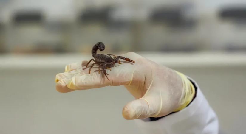 Ha eddig nem lettek volna elég ijesztőek, most kiderült a skorpiókról, hogy fémmel erősített fullánkjuk van