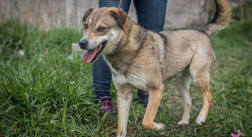 „Tesztvezetés” menhelyi kutyákkal: társat választhatsz a Szent György Napokon