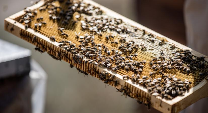 Így telik egy méhecske napja