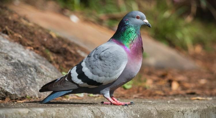 Galambok ritkítják a napraforgót