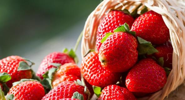 Átlagos szamócatermés várható idén