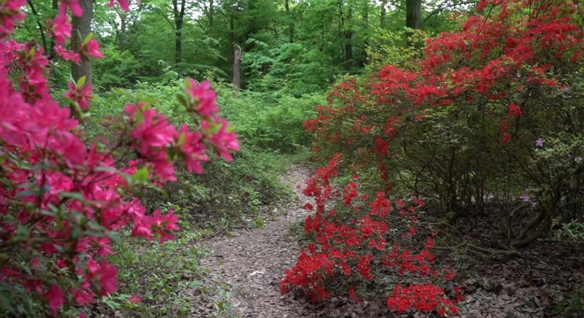 Nyílnak az azáleák, nem is kell messzire menni a szépségért