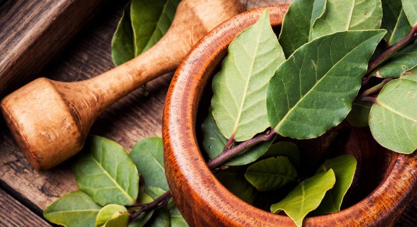 Egy egyszerű trükk: így használhatod a babérlevelet növényekhez