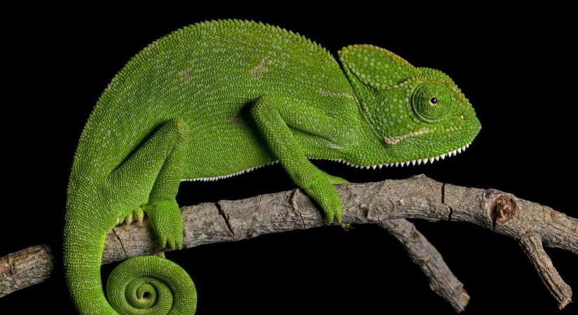 Ez az állat úgy képes elbújni, már csak akkor veszed észre, ha baj van