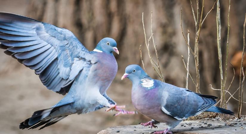 Galambokra vadászott, de az óvoda ablakát sikerült belőnie a solymári férfinak