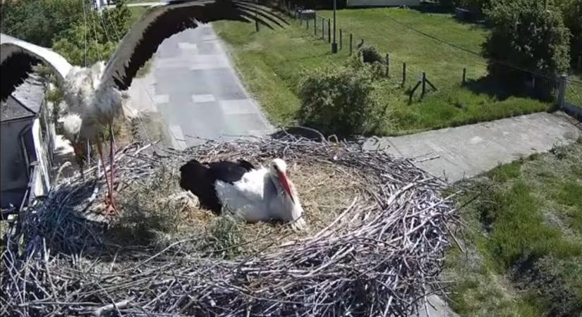 Egy villanyoszlop tetején zajlik Hatvan egyik legszebb tavaszi története: ezért olyan különleges a webkamerás gólyafészek