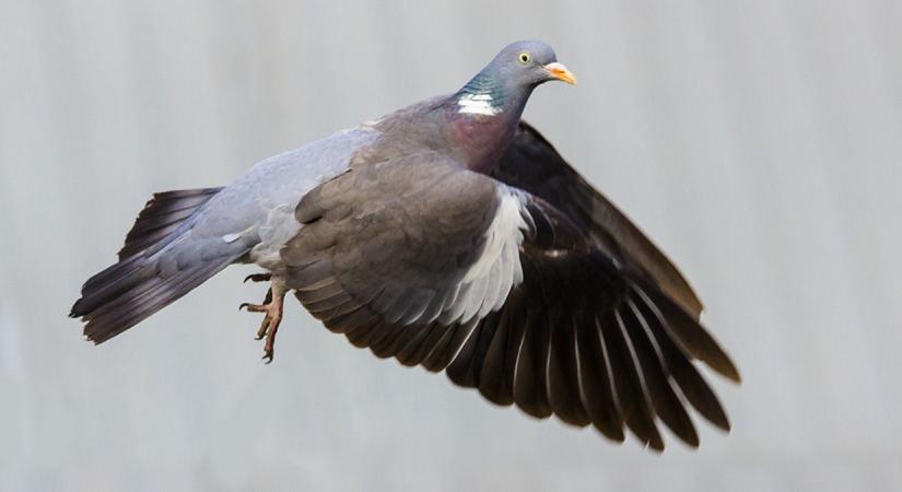 Egy galambokra vadászó, idős férfi lőtt be véletlenül a solymári óvodára