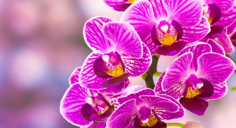 Ettől a titkos összetevőtől szebb lesz az orchideád, mint valaha