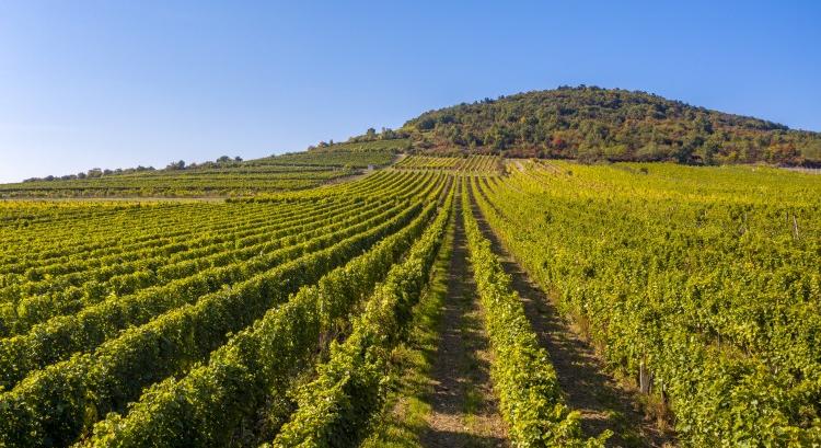 Szőlővédelem másképp: a tőke ereje dönthet