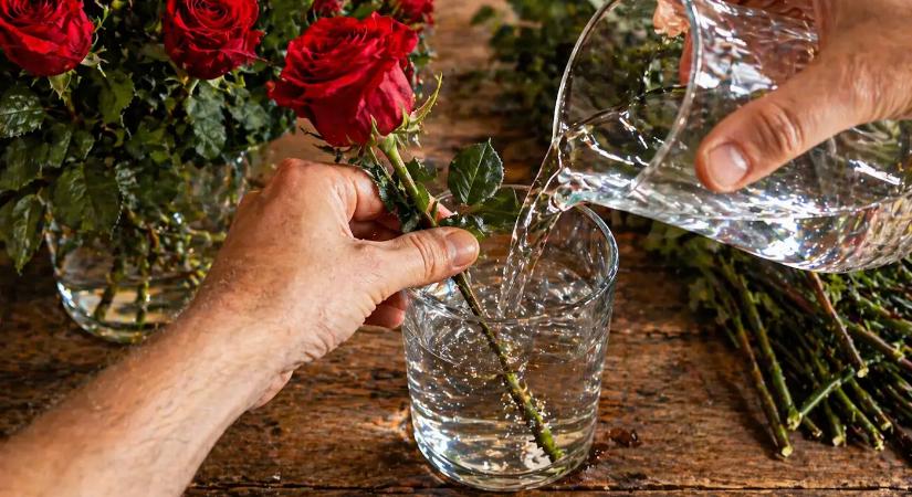 A 3 leghatásosabb módszer a rózsa gyökereztetésére, ezek után évről-évre roskadozik majd a gyönyörű virágoktól