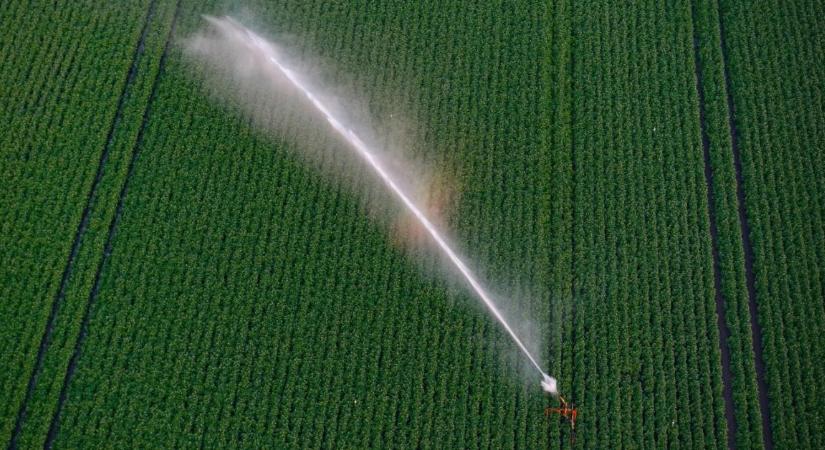 Vízjogi engedély nélkül is öntözhetsz? Így mentheted meg a termésed a vízhiányban!