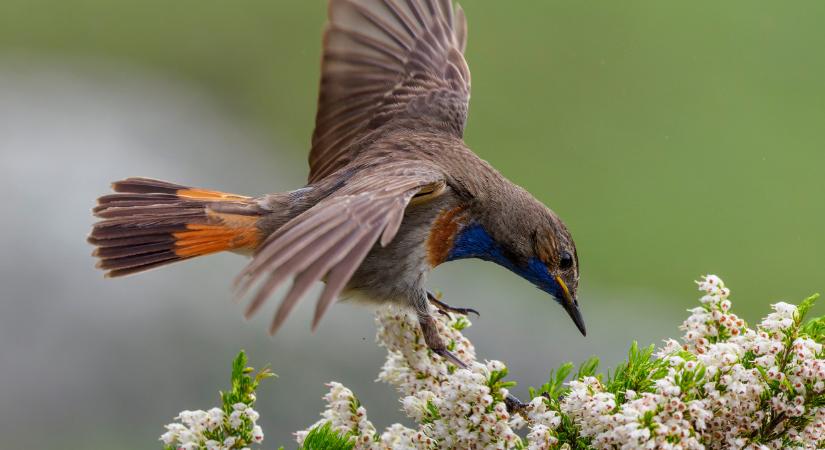 Hamarosan jön a különleges éjszakai program: elképesztő koncertet ad a tavasz titkos sztárja