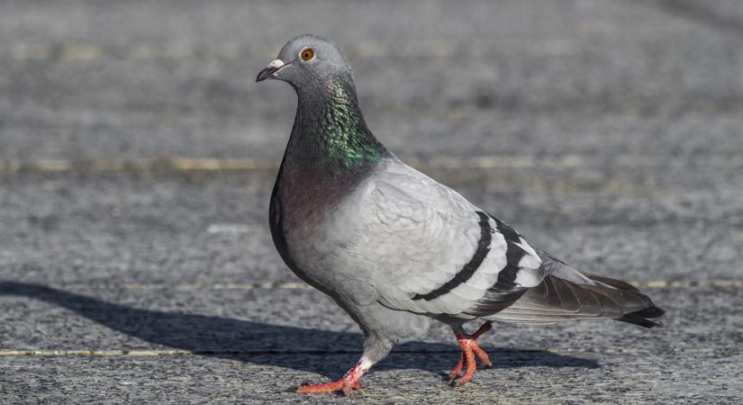 Rálőttek egy óvodára Budapest mellett – Kiderült, hogy galambokra vadászott az elkövető (2.)