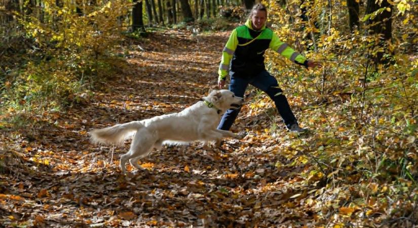 Több mint házi kedvenc: Felhő, a szuloki mentőkutya, akiért egy emberként dobban meg a szívünk
